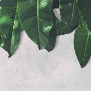Foto tapeta - Leaves Wall 2