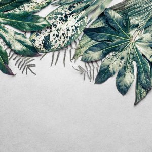 Foto tapeta - Leaves Variety 2