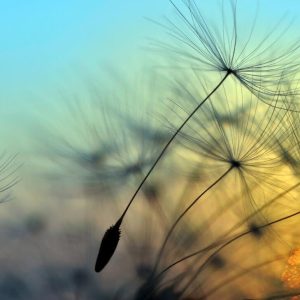 Foto tapeta - Flying Dandelion 1
