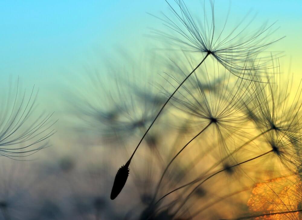 Foto tapeta - Flying Dandelion 1