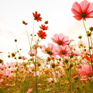 Foto tapeta - Flower Meadow 1