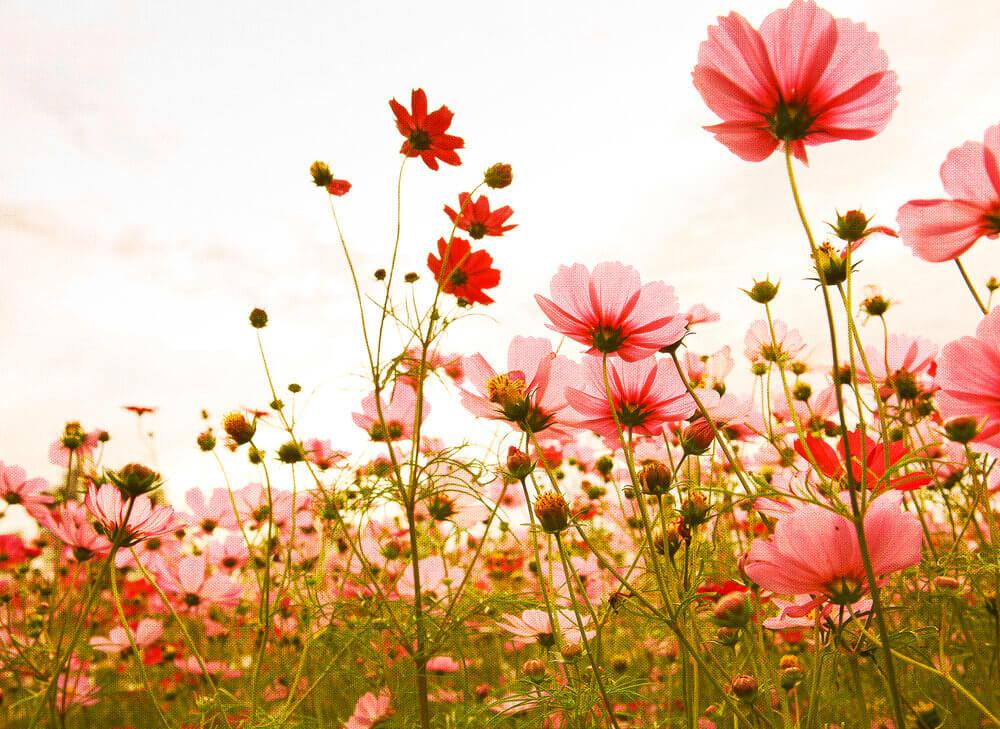 Foto tapeta - Flower Meadow 1