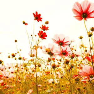 Foto tapeta - Flower Meadow 2