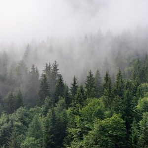 Foto tapeta - Foggy Fir Trees