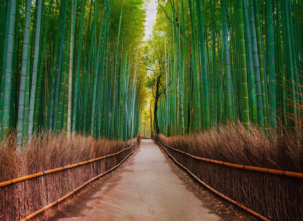Foto tapeta - Bambus Walk - 350 cm x 255 cm