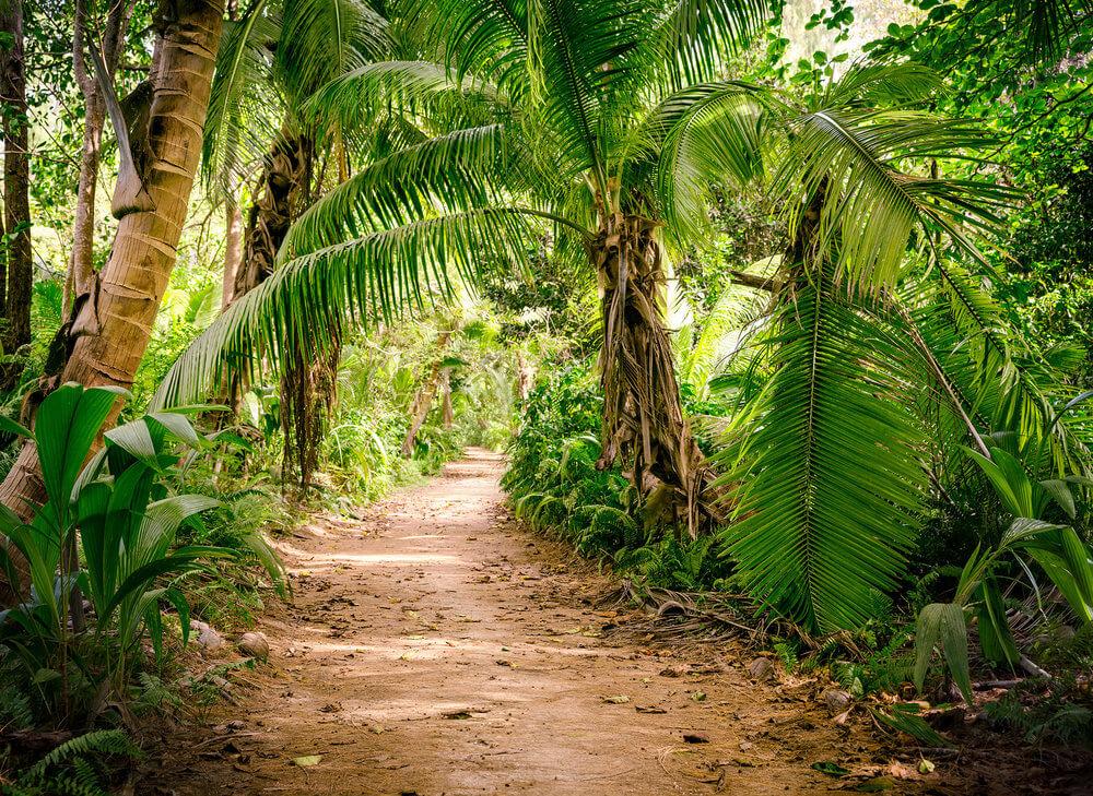 Foto tapeta - Palm Walk