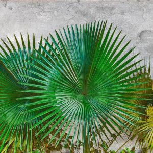 Foto tapeta - Agave Leaves - 350 cm x 255 cm