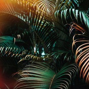 Foto tapeta - Jungle Colour