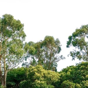 Foto tapeta - Treetop