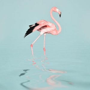 Livingwalls fototapeta - FlamingoWater DD119777