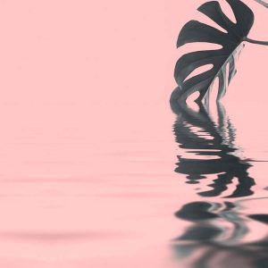 Livingwalls fototapeta - MonsteraLeafW1 DD119781