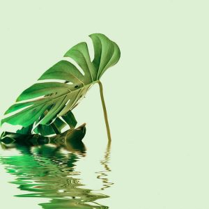 Livingwalls fototapeta - MonsteraLeafW2 DD119793