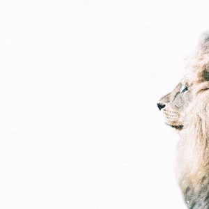 Livingwalls fototapeta - LionInSnow DD119801