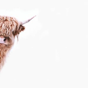 Livingwalls fototapeta - HighlandCattl2 DD119825