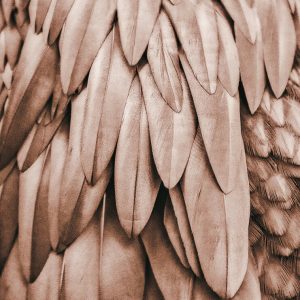 Livingwalls fototapeta - Feathers1 DD119841