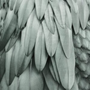 Livingwalls fototapeta - Feathers2 DD119845