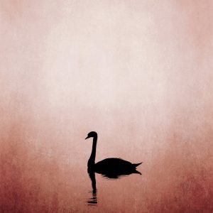 Livingwalls fototapeta - SwanLake DD119917