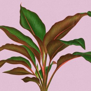 AS foto tapeta - Walls by Patel 3 - Leaf Garden 3