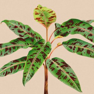 AS foto tapeta - Walls by Patel 3 - Leaf Garden 4