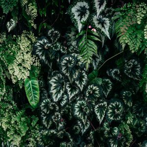 AS foto tapeta - Walls by Patel 3 - Deep Green 2