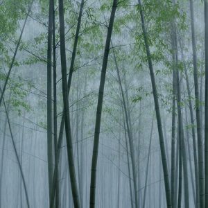 AS foto tapeta - Walls by Patel 3 - In The Bamboo2