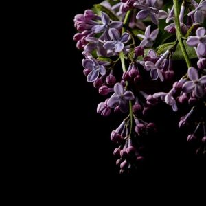 Alternative view of Foto tapeta Designwalls 2 - DarkFlowers1  (Temno Rože 1)