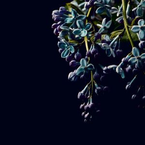 Foto tapeta Designwalls 2 - DarkFlowers2  (Temne Rože 2)