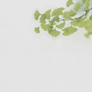 Alternative view of Foto tapeta Designwalls 2 - Ginkgo1       (Ginkgo1)