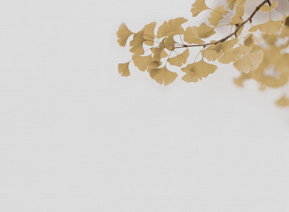 Foto tapeta Designwalls 2 - Ginkgo2 (Ginkgo2)