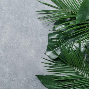 Alternative view of Foto tapeta Designwalls 2 - PalmLeaves    (Palmovi Listovi)