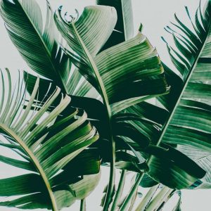 Alternative view of Foto tapeta Designwalls 2 - PalmFronds1   (Palmovi Listovi 1)