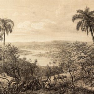 Foto tapeta Designwalls 2 - Jungle Vintage  (Džungla Starinsko)