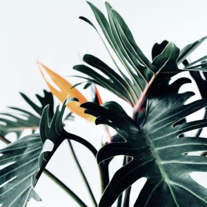 Foto tapeta Designwalls 2 - PalmDetail    (Detail Palme)