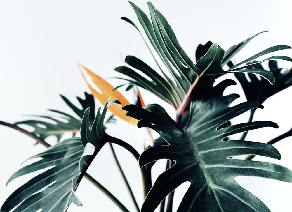 Foto tapeta Designwalls 2 - PalmDetail (Detail Palme)
