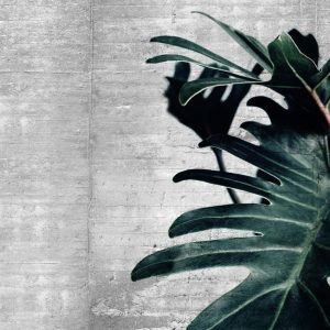 Foto tapeta Designwalls 2 - ConcretePalm  (Betonska Dlan)