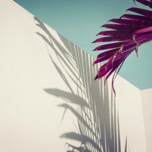 Foto tapeta Designwalls 2 - PurplePalm    (Vijolična Palma)