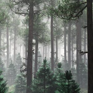 Foto tapeta Designwalls 2 - TreesInFog    (Drevesa V Megli)