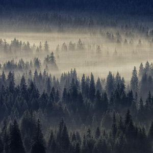 Foto tapeta Designwalls 2 - ForestInFog   (Gozd V Megli)