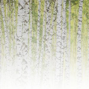 Foto tapeta Designwalls 2 - BirchForest2  (Brezov Gozd 2)