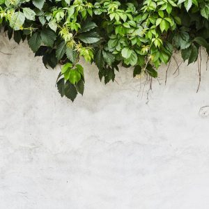 Foto tapeta Designwalls 2 - PlantOnWall   (Rastlina Na Steni)