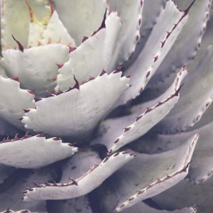 Foto tapeta Designwalls 2 - Cactusplant   (Kaktus)