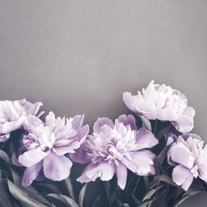 Foto tapeta Designwalls 2 - PinkPeonies   (Roza Potonike)