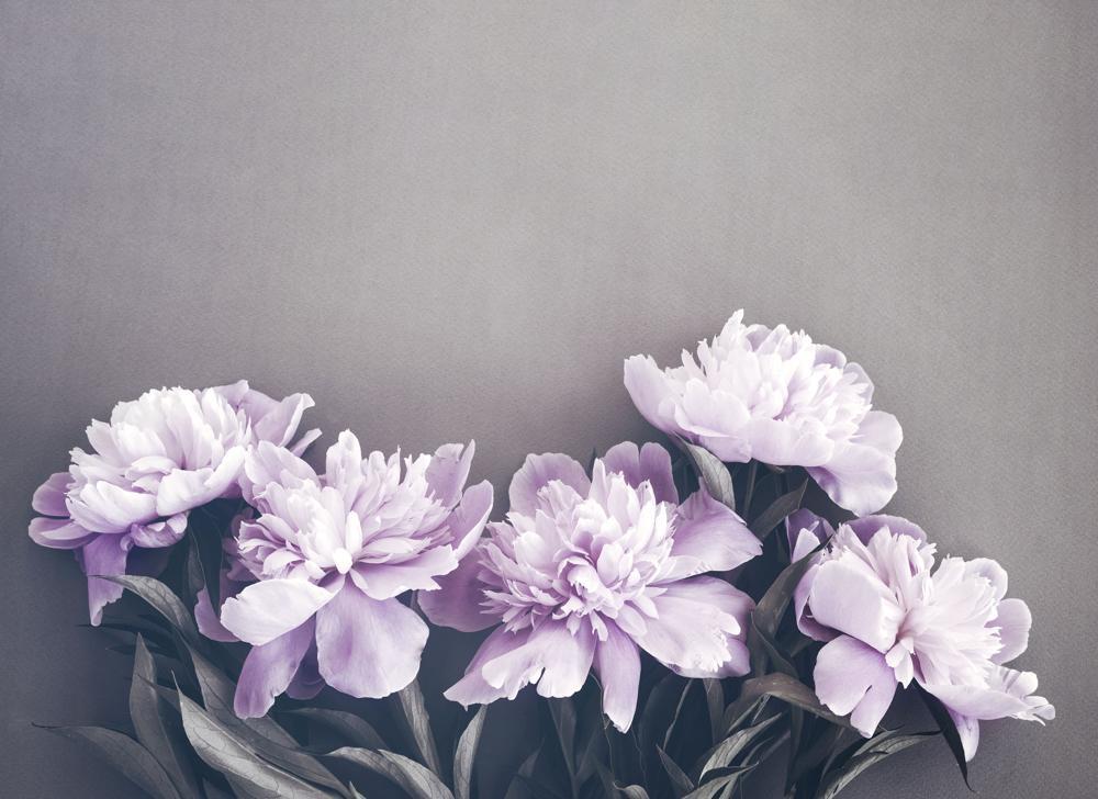 Foto tapeta Designwalls 2 - PinkPeonies (Roza Potonike)