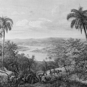 Foto tapeta Designwalls 2 - Jungle Vintage 2(Džungla Starinsko 2)