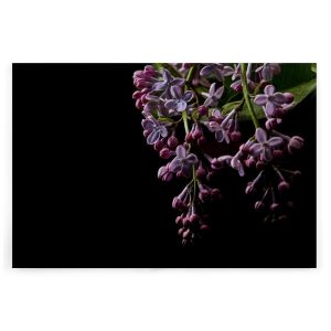 Slika na platnu Designwalls 2 - DarkFlowers1  (Temne Rože1)