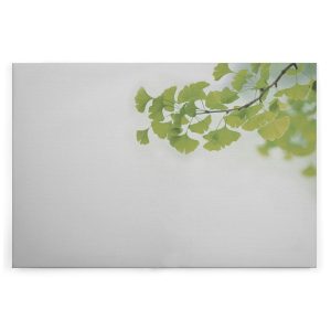 Slika na platnu Designwalls 2 - Ginkgo1       (Ginkgo1)