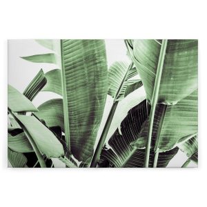 Slika na platnu Designwalls 2 - PalmFronds2   (Palmovi Listi2)