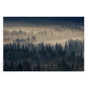 Slika na platnu Designwalls 2 - ForestInFog   (Gozd V Megli)