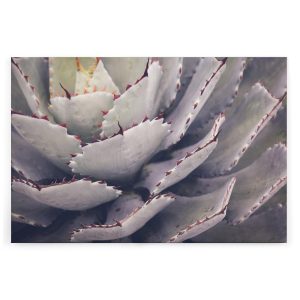 Slika na platnu Designwalls 2 - Cactusplant   (Kaktus Rastlina)