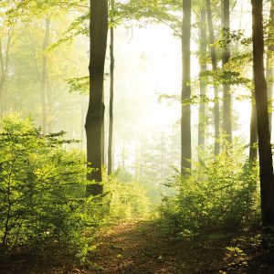 MARBURG tapeta - SMART ART EASY